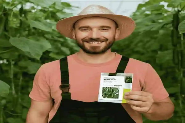 تصویر 4 از قیمت خرید بذر خیار گلخانه ای ناگین F1 + فروش ویژه